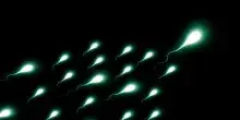 Gli spermatozoi hanno un orologio biologico, &egrave; nascosto nel loro Rna