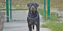 Fratellini aggrediti da rottweiler vicino Roma, sono gravi