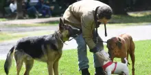 A Milano stop a botti e petardi per la sicurezza di animali e ambiente