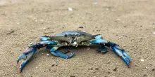 Polpi allevati in laboratorio per arginare l'invasione del granchio blu
