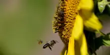 Il cambiamento climatico prolunga la stagione delle allergie ai pollini