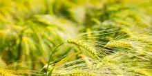 Oms Europa, classificare il cambiamento climatico come emergenza sanitaria