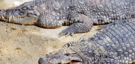 Spinge bambino nel recinto dei coccodrilli in uno zoo, 30enne arrestato in Gb
