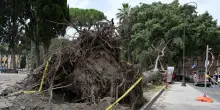 Donna uccisa da albero a Roma, a rischio processo due funzionari Campidoglio