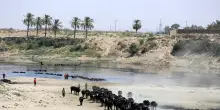 Giornata contro la desertificazione, il tema &egrave; la tutela dei pascoli