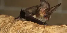 Sorpresa in Abruzzo, scoperta una specie rara di pipistrello
