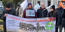 Uccisa a fucilate, riparte processo per l'orsa Amarena, aumentano parti civili