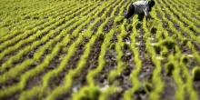 Allarme Confcooperative Piemonte, 'risaie asciutte, settore al collasso'