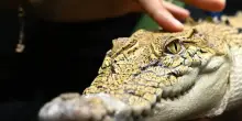 Segnalato coccodrillo in un laghetto a Pistoia, ricerche per ora senza esito