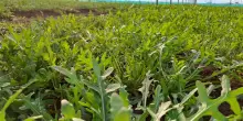 Dalla rucola un aiuto contro obesit&agrave; e glicemia alta