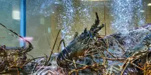Nuova prova che le aragoste provano dolore, rispondono ai farmaci