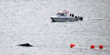 Balena nel porto di Sydney, disagi per traghetti e imbarcazioni