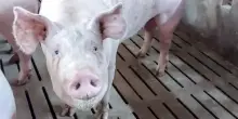 Peste suina, trovato primo caso in Toscana su animale domestico