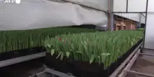 Olanda, celebrata ad Amsterdam la Giornata nazionale dei tulipani