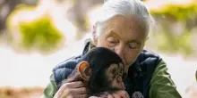 Addio a Jane Goodall, la donna che parlava alle scimmie