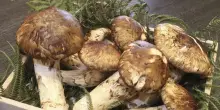 Giappone, otto funghi matsutake battuti all'asta per 4.850 euro