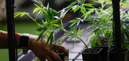 Marcia indietro su cannabis light, emendamento sarà ritirato