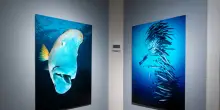 'Oceani', 80 scatti di David Doubilet in mostra a Firenze