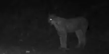 Terzo avvistamento di una lince nel Parco Gran Paradiso