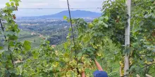 Previsioni positive per vendemmia Conegliano Valdobbiadene