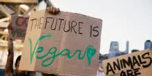 World vegan day, Nazi carnivori e nazi vegani, ecco perché sbagliano entrambi