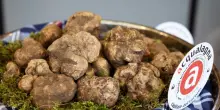 Gusto, premi e mostre nella fiera del tartufo bianco di Acqualagna