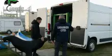 Carabinieri sequestrano un leone marino, proprietario denunciato