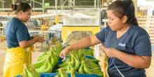 Panama, 5800 richieste di impiego per la riapertura di Chiquita