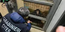 Sequestrato scimpanzè tenuto in casa, era legato a una catena