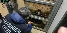 Scimpanzè in cattività a Siracusa, sequestrato