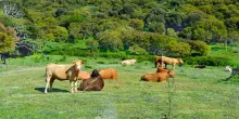 Fao, quadruplicata l'offerta globale di carne in sessant'anni