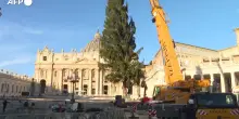 Innalzato l'albero di Natale a piazza S. Pietro: e' alto 27 metri