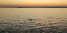 Dopo il delfino Mimmo, una foca monaca avvistata in Laguna a Venezia