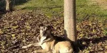 Morto cane spaventato dai botti al canile di Firenze, il cuore ha ceduto