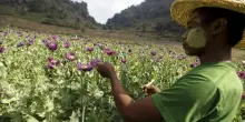 Onu, Myanmar è oggi la più grande fonte mondiale di oppio