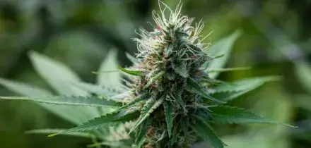 FdI: 'La cannabis light torna legale, ma con una maxitassa del 40%'