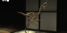 Il dinosauro Caenagnathides "Spike" in mostra prima dell'asta a Londra