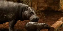 Spingeva la madre morta in un lago, salvato cucciolo di ippopotamo in Kenya