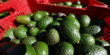 Carrello esotico, dai germogli di soia al kale e l'avocado costa -30% di 20 anni fa