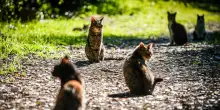 Sparizione di gatti a Cogne, procura Aosta apre un'inchiesta