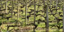 Caldo, muore mentre lavora nella vigna nel Piacentino