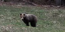Orso si aggira nel Pordenonese e danneggia arnie