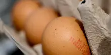 Listini delle uova decollano, +27% da inizio anno per quelle allevate a terra