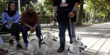 L'Iran estende il divieto di portare a spasso i cani