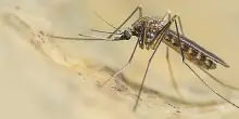 West Nile Virus, isolato caso in un cavallo nel Catanese