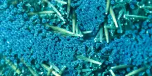 Trovate microplastiche anche nei fluidi riproduttivi umani