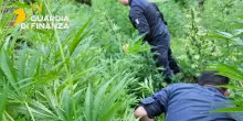 Sequestrate 11 mila piante di marijuana a Vibo Valentia