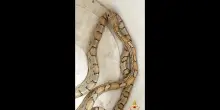 Un serpente in un cortile a Trento, si presenta il proprietario
