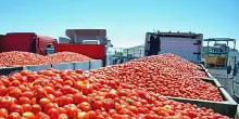 Prezzi minimi ai pomodori in Messico per evitare i dazi Usa