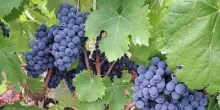 La vendemmia gioca d'anticipo, ottimismo sulla resa